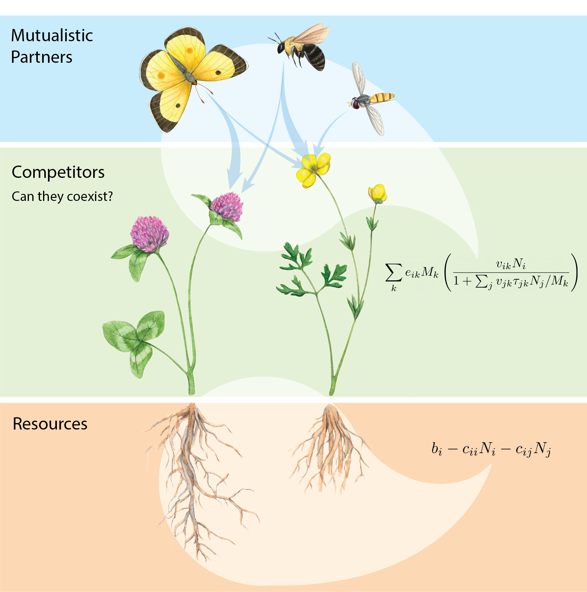 Model schematic of plant competition for pollinators and resources