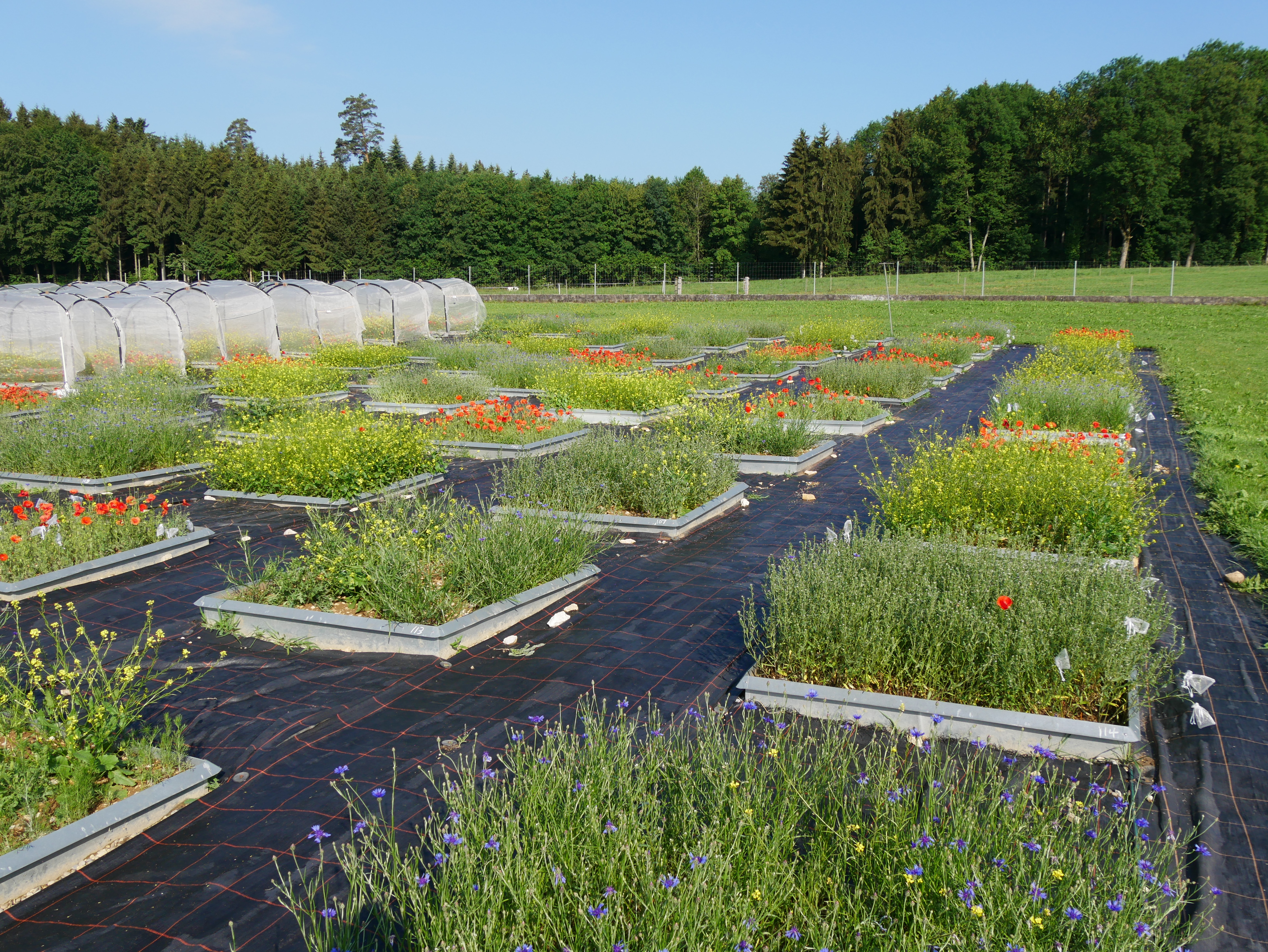 Competition for pollinators experiment