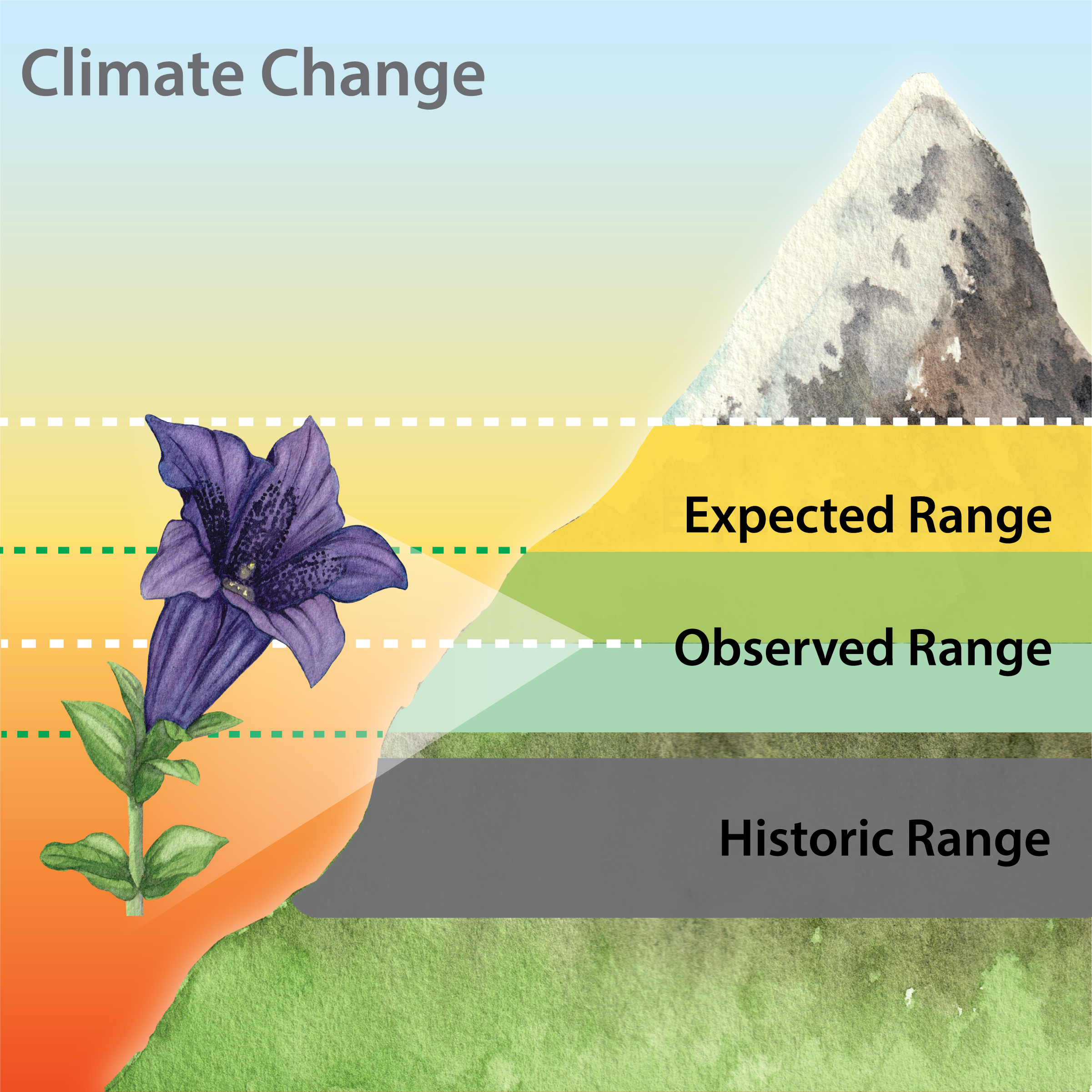 Range lag between species' observed and expected ranges under climate change